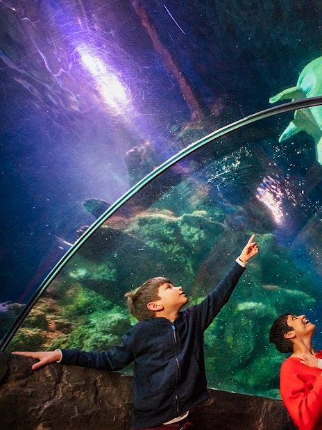 Visitors observing marine life at SEA LIFE London Aquarium.