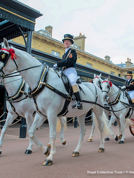 Windsor Grey horses pulling a carriage at The Royal Mews, Buckingham Palace.