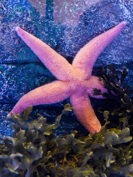 Star fish at Sea Life Aquarium, London