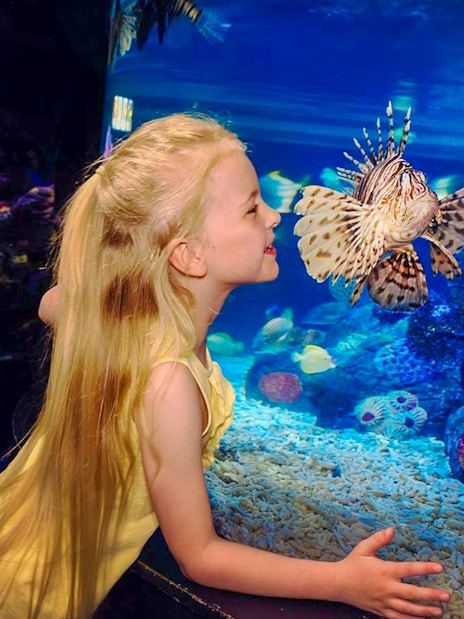 Child observing lionfish at SEA LIFE London aquarium.