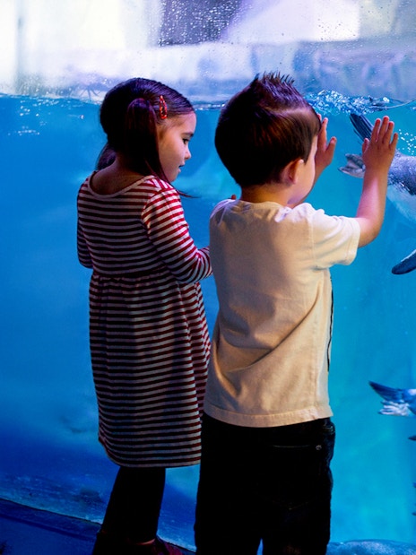 Visitors observing penguins at SEA LIFE London aquarium.