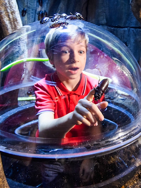 Tropical fish swimming in SEA Life London's Rainforest section.