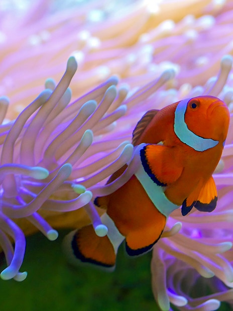 Clownfish swimming among anemones at SEA LIFE London Aquarium.