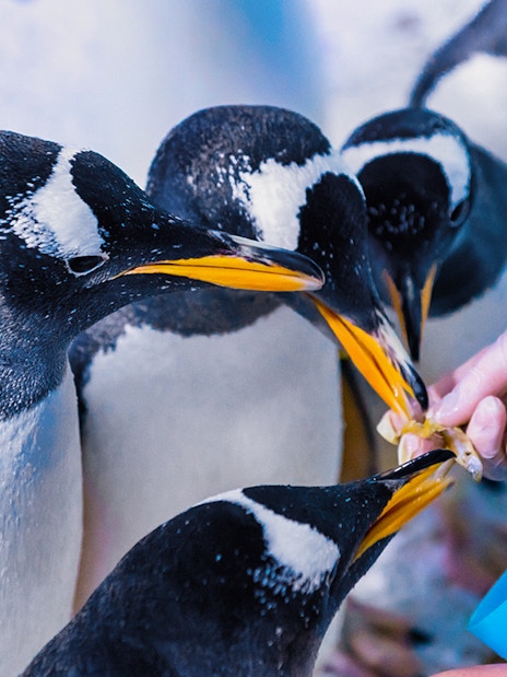 Penguins being fed by a caretaker at Sea Life London Aquarium.