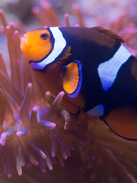Clownfish swimming among anemones at Sea Life Aquarium, London.